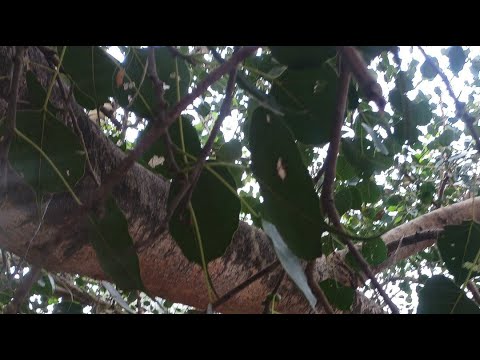 बाबा ब्रह्मदेव बड़ी पूजा