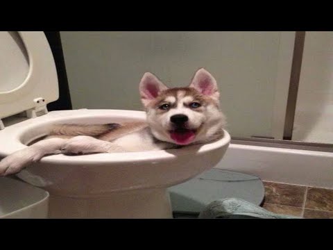 Totally normal husky behaviour