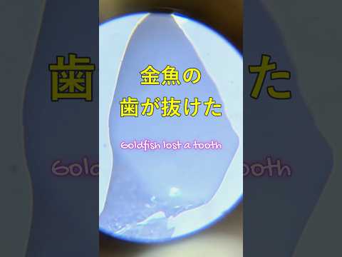 金魚の咽頭歯　Goldfish teeth