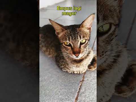 kucing lagi malas #cat #kucing