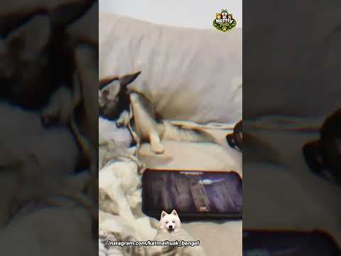 Husky to Befriend a Wild Fox🐶🦊