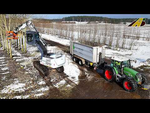 Pappelbäume ernten mit Großbagger - Landwirtschaft & Holzwirtschaft - neue Wertschöpfung Pappelholz