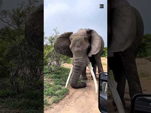 Wild boar 🤑#short