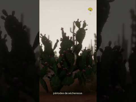 Faits Insolites n° 37 #faitsinsolites#leSavaisTu #incroyableMaisVrai#funfact#shorts