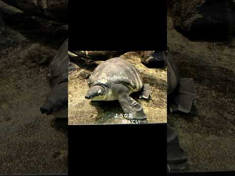 猫の動画サムネイル - 葉っぱの謎      #shots