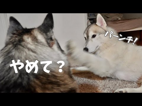 【容赦なし】抵抗しない弟に無表情でパンチ連打を浴びせる兄ww 【シベリアンハスキー】