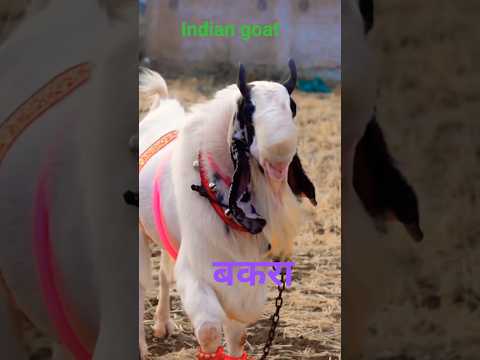 Indian Goat 🐐 | Desi Bakra Video | Village Animal Shorts