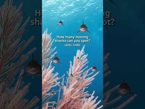 Spot the Sharks