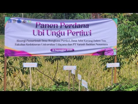 Video thumbnail Temu Pemkab Badung dengan Lansia &amp; Panen Ubi Ungu di Bongkasa Pertiwi, Abiansemal