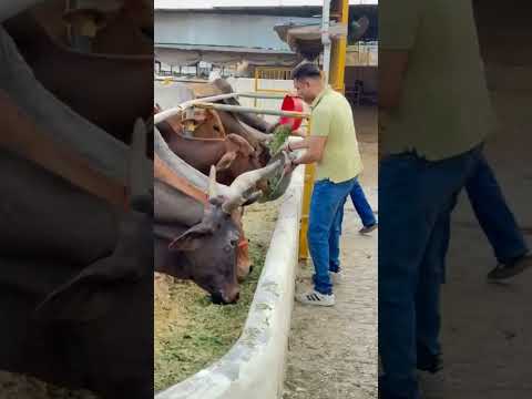 #हैप्पी गोवर्धन पूजा#अरी तेरो सब संकट#कट जाए पूजा #viralvideo ‎