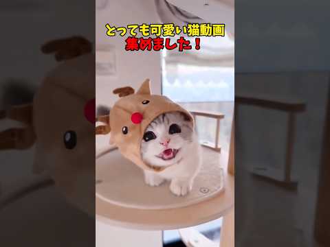 猫の動画サムネイル - THANK YOU NEKO❤️ #猫 #cat #cats #cute