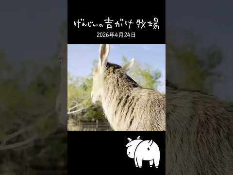 【五感で癒やされる】走りまくる双子の子ヤギ姉妹!走る姿も可愛い鳴き声も地面を蹴る足音も全部が愛おしすぎる #shorts