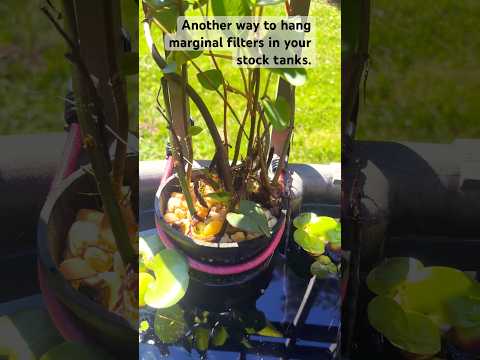 Another way to hang marginal filter plants in your stock tank tub pond without building shelves.