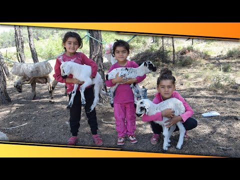 Yılda 6 Ayrı Yer Değiştiren Çobanlar Göç Etmeye Hazırlanıyor