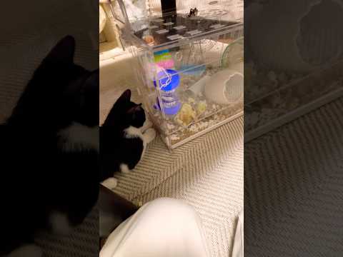 見守り隊長のハッちゃん😸#shots #cat #好きな子猫 #モフ猫 #ハムスター #子ネコ #hamster #癒し #キンクマ #ロボロフスキー #ハチワレ #かわいい #pets .