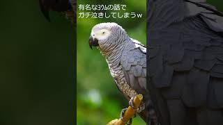 【🐦】ガチで号泣してしまうmido
