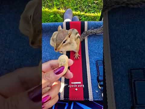 one day you and me best friend feeding time little ciqmunk 🥜 🐿