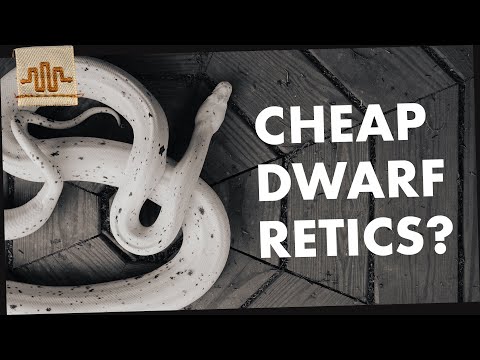 Dwarf Retics on a BUDGET? THE SUPERDWARF SHOW https://www.youtube.com/channel/UC_htBFAw2ANhII15aQrCpEA

Connect with Reach Out Reptiles on Social 