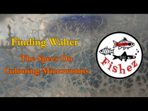 Walter worms_ what you need to know in feeding mic Join us tonight for a indepth look at microworms and how important they are to your fry feeding arse