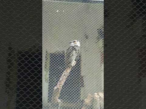 Spot bellied eagle owl #owl #birds #animals #wildlife #eagleowl