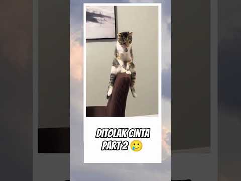 kucing ini di tolak cintanya berfikir untuk lompat #kucing #fyp #videolucu