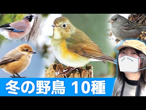 冬の公園は鳥がいっぱい♪【野鳥撮影vlog】