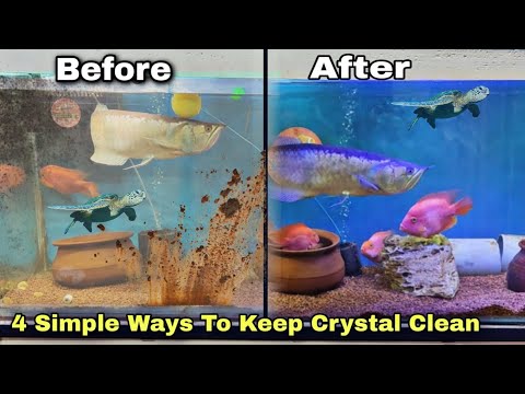 How to keep Crystal Clear water - 4 Tips To keep C Please Must subscribe to My back-up Channel
https_//youtu.be/4hXBVFzK8Ag

Please Subscribe To My Cha