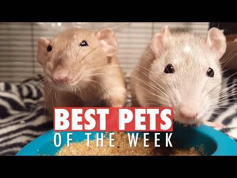 Best Pets of the Week | May 2018 Week 2 - UCPIvT-zcQl2H0vabdXJGcpg