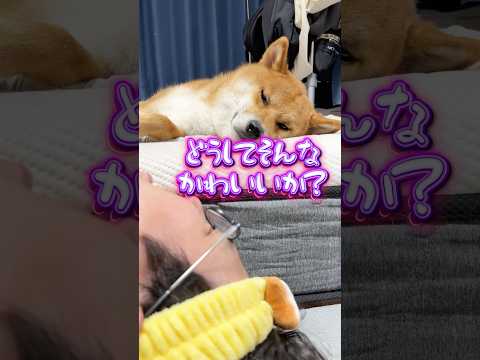 かわいいが止まらない　#柴犬 #shorts サムネイル