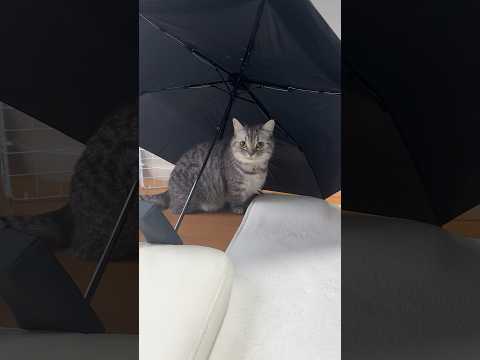 傘の下が気に入った猫🐈 #cat #ねこ #catlover #猫 #猫のいる暮らし #マンチカン #kpop