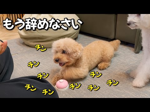 ベルを連打しておやつを独り占めにする犬