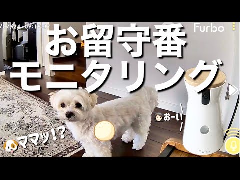 留守番中にいないはずのママの声が聞こえたら⁉︎寂しがり犬の反応が可愛すぎた…【ペットカメラ】