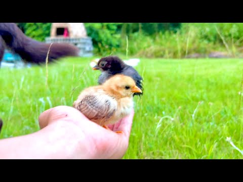 実は極小ヒヨコはこれが大好きだったようです