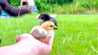 動画サムネイル