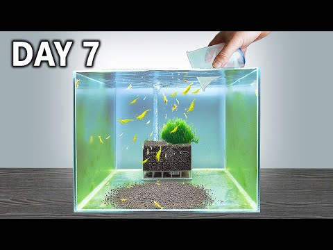 Shrimp Tank Setup in 7 Days! Would it work? Today I'm setting up 2 shrimp tanks with an extremely fast method which only takes 7 days to cycle! 