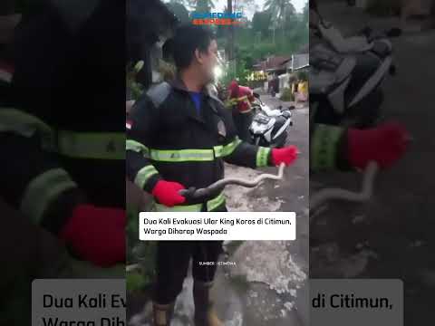 Dua Kali Evakuasi Ular King Koros di Citimun, Warga Diharap Waspada