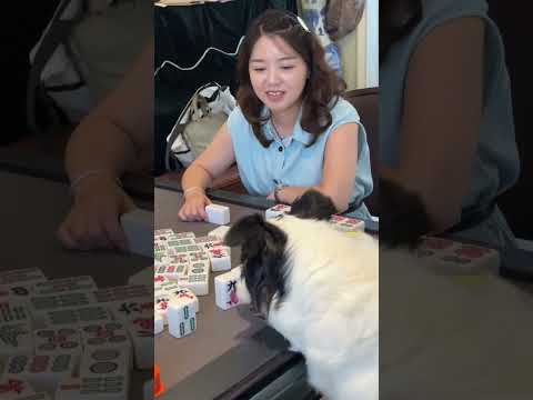 邊牧軟軟這把麻將我到現在還沒看懂它為什麼這樣玩 #边牧打麻将 #边牧软软 #funny #pets