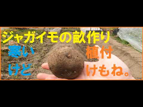 【家庭菜園】ジャガイモの畝作りと植え付け。