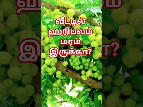 வீட்டில் இந்த மரம் இருந்தால் நன்மை உண்டாகும்