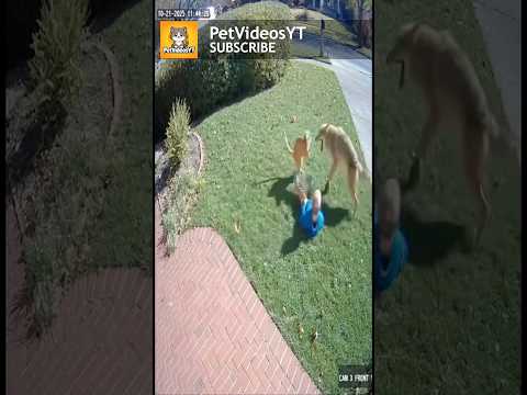 COYOTE Reaches For CHILD. Watch What Happens! 😱😭