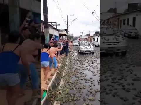 tempestade de sapos#ia#inteligenciaartificial#shorts#meme#memes#trend#fpy#fpyシ#fpyツ#viral