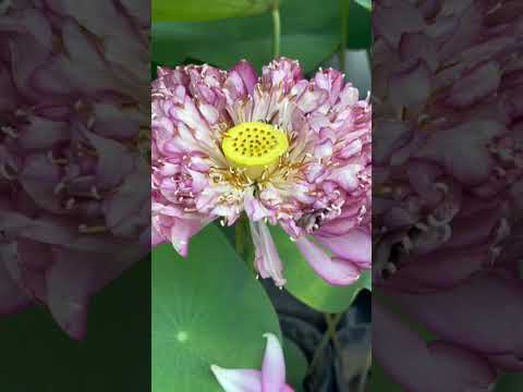 Hoa đẹp rồi cũng phải tàn #hoa #dep #tan #nature #cây #tamsucungcon