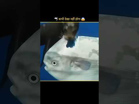 Why Fisherman Don't Like This Mola Mola Fish Or Ocean Sunfish🤔