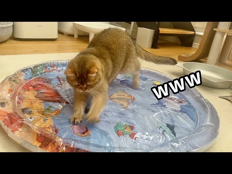 猫たちと濡れないプールで遊んだらテンション上がりすぎて大変なことになったw