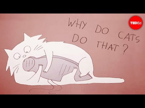 Why do cats act so weird? - Tony Buffington - UCsooa4yRKGN_zEE8iknghZA