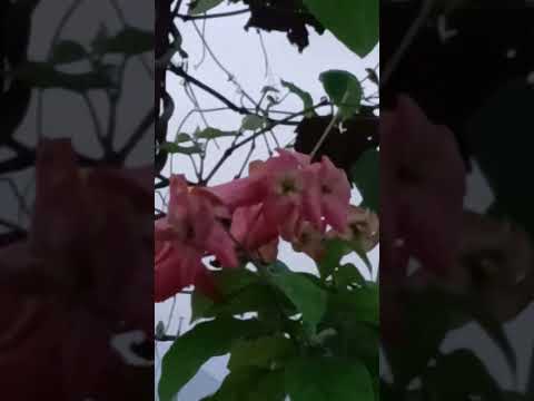 evening vibe  # shorts @nirmal videos