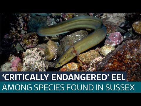 Shark among 81 species found along Sussex coastline by researchers | ITV News