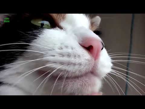 Funny Cats and Kittens Meowing Compilation