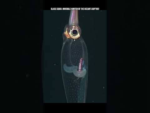 Glass Squid: Invisible Hunter of the Ocean’s Depths! #sea #animals #fish #facts #nature #earth