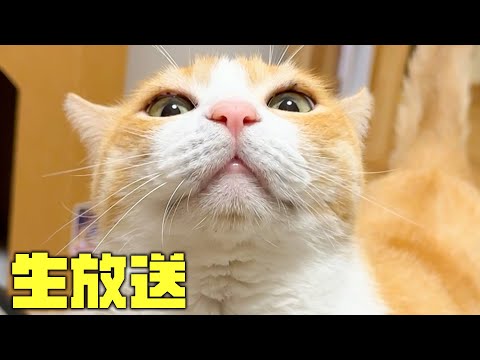 猫たちの平和な時間を見守るライブ配信】} サムネイル